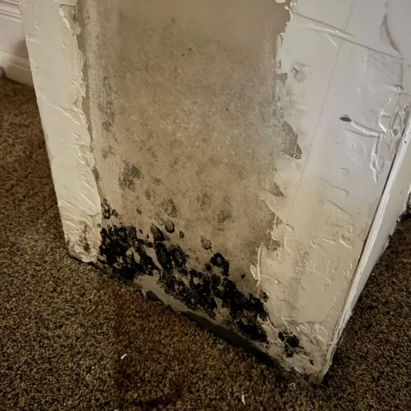 Professional Mold Removal in Greene County, AL